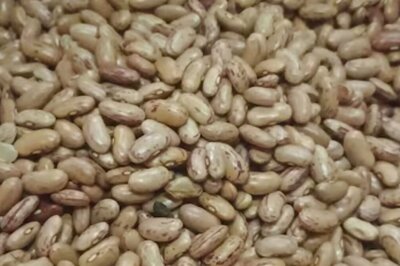 Nilgiris Farmers Worried Over Decline In Traditional Broad Beans Cultivation