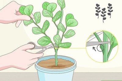 How to Grow Clusia from Cuttings