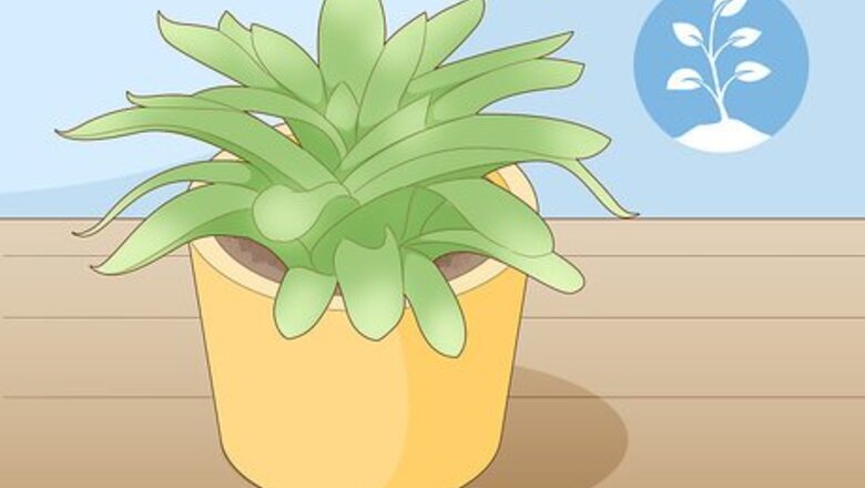 How to Propagate Succulent Plant Cuttings