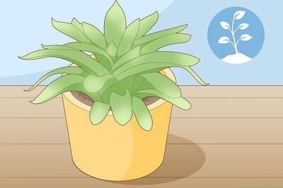 How to Propagate Succulent Plant Cuttings