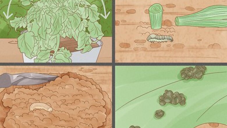 How to Control Cutworms