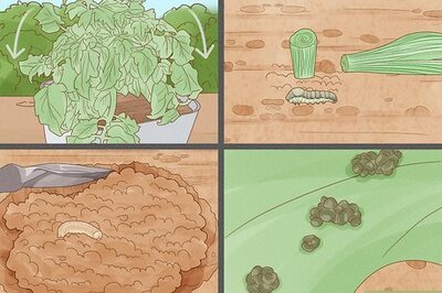 How to Control Cutworms