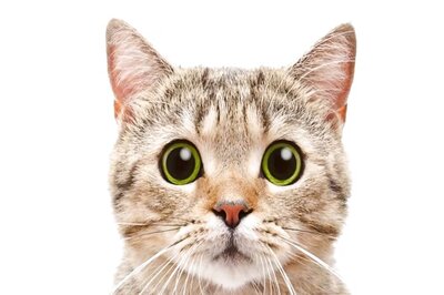 Pet Cat Returns Home 8 Weeks After Getting Trapped In Sewer