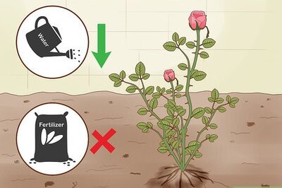 How to Protect Roses in the Winter