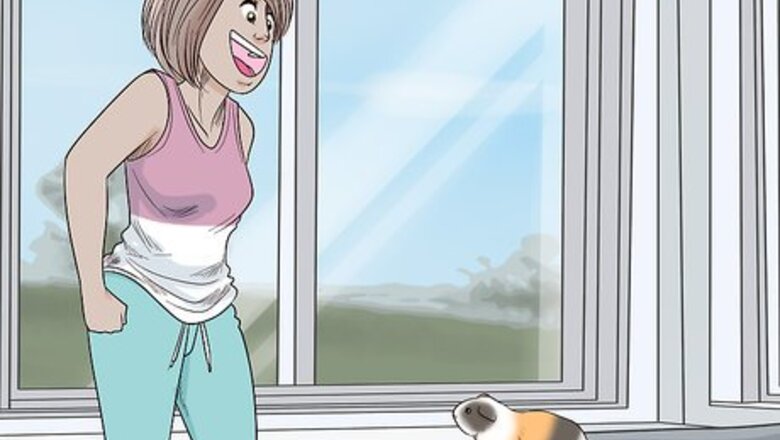 How to Avoid Scaring Your Guinea Pig