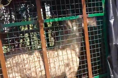 'Love Trap' to be Laid for Bahraich’s Lame Wolf. What is the Forest Department’s New Strategy?