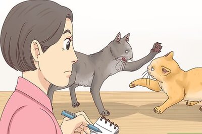 How to Countercondition a Cat