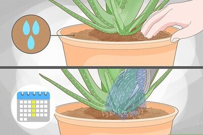 Why Is My Aloe Plant Drooping? 11 Plant Care Solutions for an Aloe Plant That Won't Stand Up