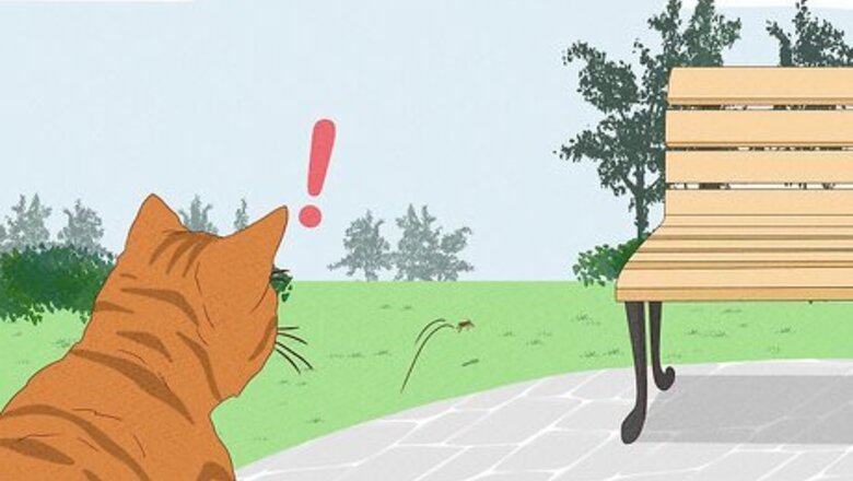Why Do Cats Run Away From Home?