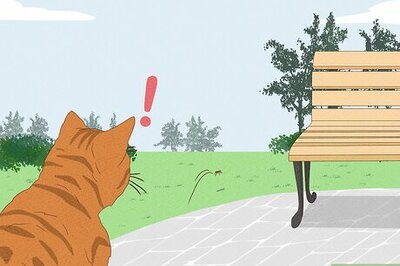 Why Do Cats Run Away From Home?
