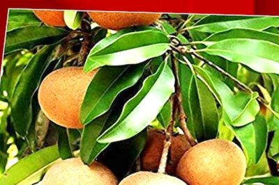 Health Benefits Of Chikoo You Must Know