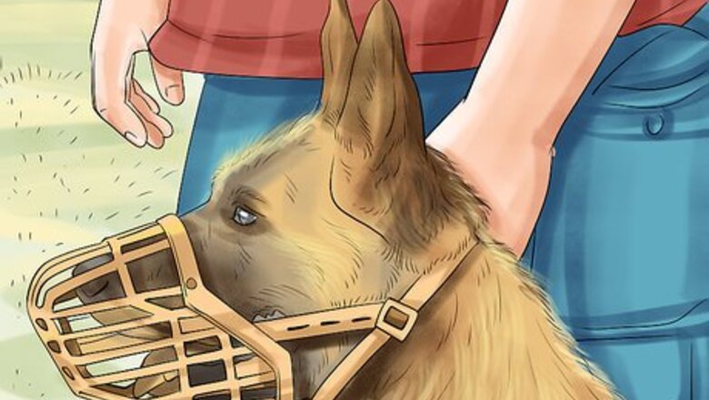 How to Stop Your Dog from Misbehaving Dangerously