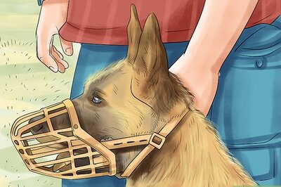 How to Stop Your Dog from Misbehaving Dangerously