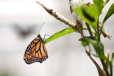 Delhi Homes 66 new Butterfly Species, Some Rare Ones Spotted This Year