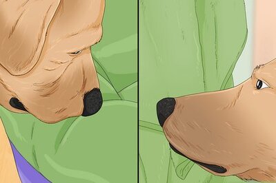 How to Acclimate Two Dogs