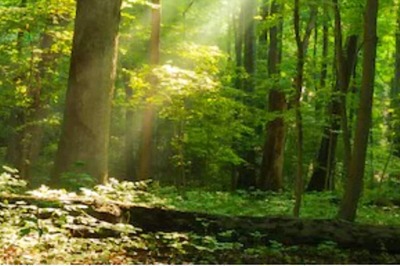 Forces of Nature: These Top Innovative Groups Are Helping Save India's Forest Lands