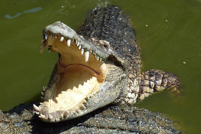 Australia's Monster Crocodile, Weighing 600 Kg, Caught After 8-year Hunt