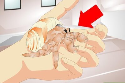 How to Tell If a Hermit Crab Is Sick