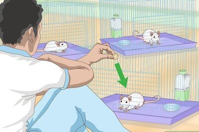 How to Stop Pet Mice from Fighting