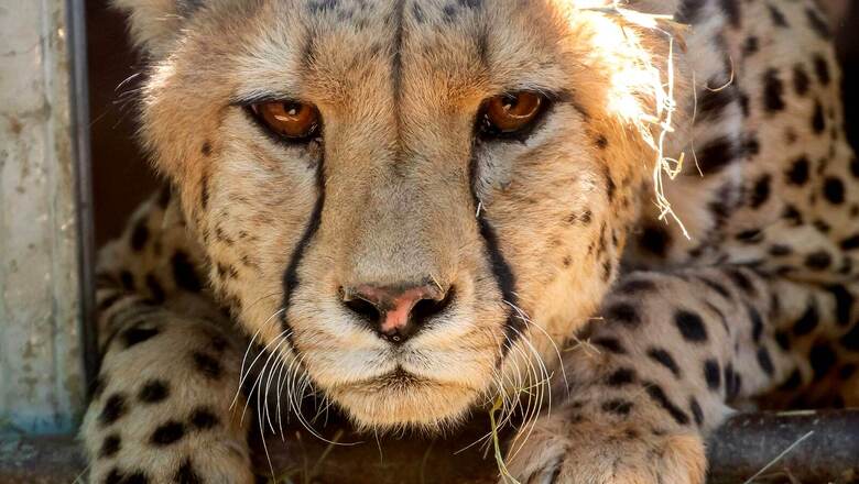 12 Cheetahs from South Africa Being Flown to Kuno National Park Today | Top Points
