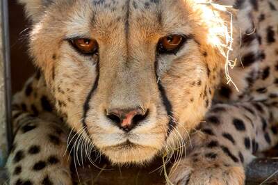 12 Cheetahs from South Africa Being Flown to Kuno National Park Today | Top Points