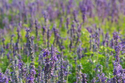 Winter Hair Care: Try Natural Indigo for Smooth, Shining and Beautiful Hair