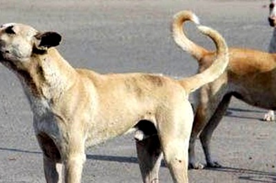 In Nagpur, Five-year-old Boy Mauled to Death by Stray Dogs as Sister Watched Horrific Sight