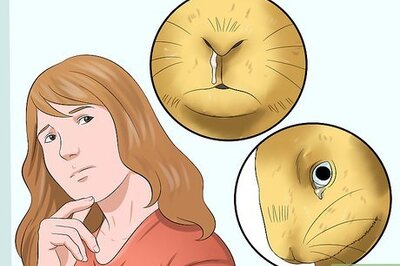 How to Stop a Rabbit from Sneezing