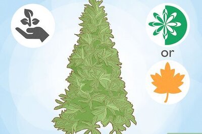 How to Plant Arborvitae Trees