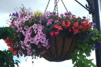 How to Paint a Hanging Basket of Flowers in Watercolor
