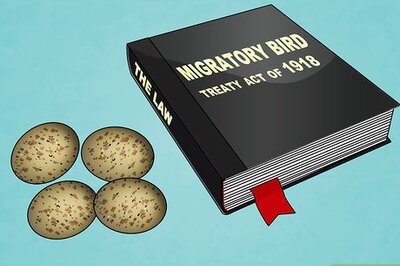 How to Find and Take Care of Wild Bird Eggs