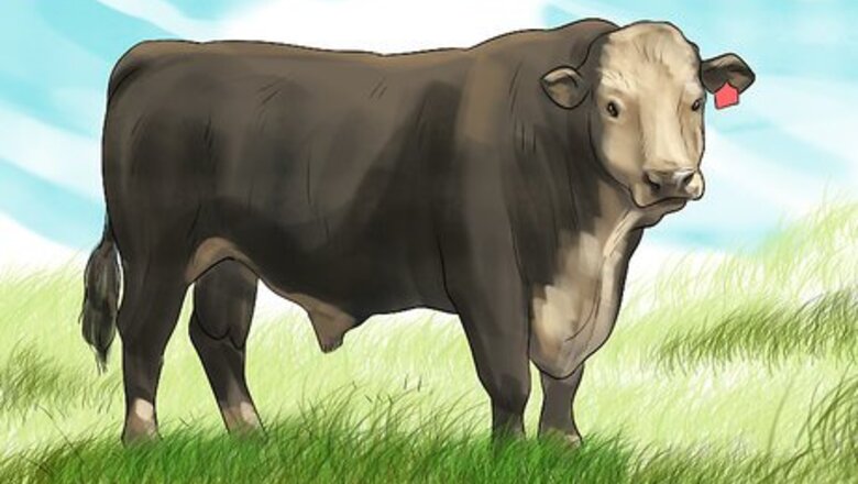 How to Identify Black Hereford Cattle