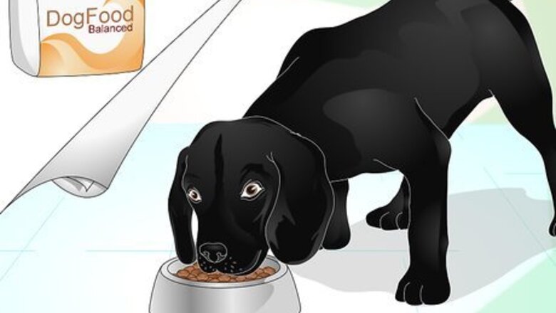 How to Make a Dog's Coat Shine