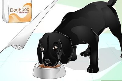 How to Make a Dog's Coat Shine