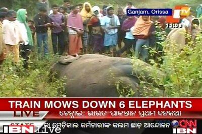Odisha: Chennai-bound train mows down 6 elephants