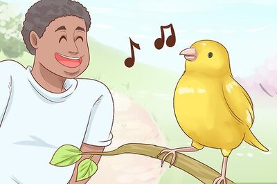 How to Know if a Canary Is Right for You