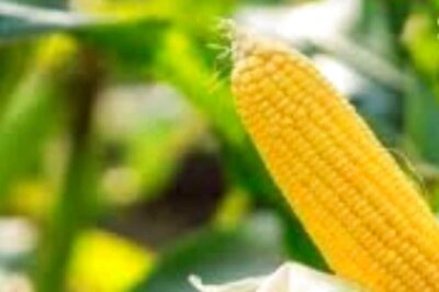 Why Farmers In Bengal's Dakshin Dinajpur Are Shifting From Jute To Maize Cultivation