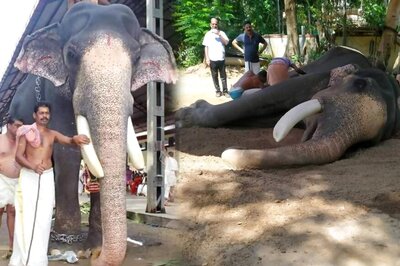 Famed Kerala Temple Elephant Guruvayur Padmanabhan Dies at 84