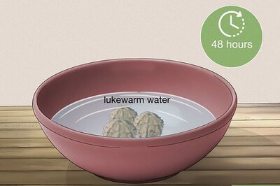 How to Grow a Rudraksha Tree