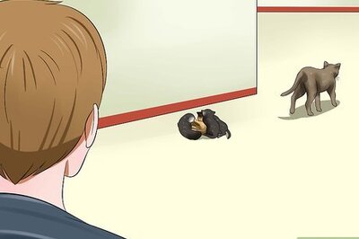 How to Care for Newborn Kittens