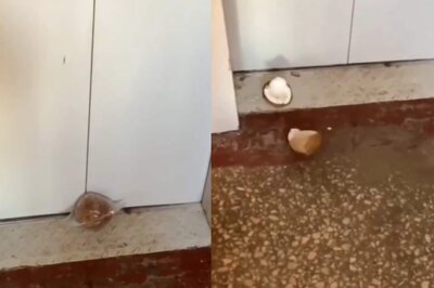 You Can Break Open a Coconut With an Elevator, Here's How