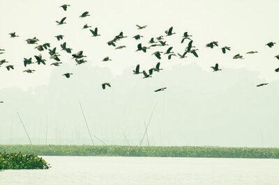 World Migratory Bird Day 2021: Theme, History and Significance