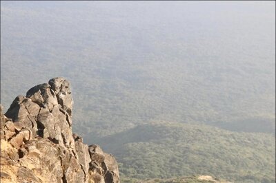 Asiatic Lions Return to Girnar Forest After State Dept Take Up Drive to Restore Wildlife