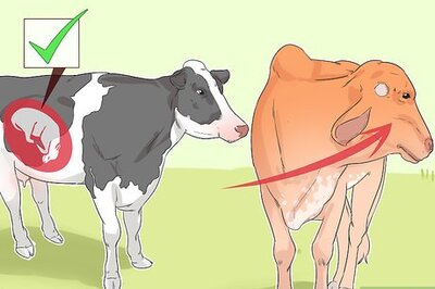 How to Tell if a Cow or Heifer Is Pregnant