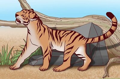 How to Identify Feline Species by Fur