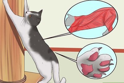 How to Stop a Cat from Clawing Furniture
