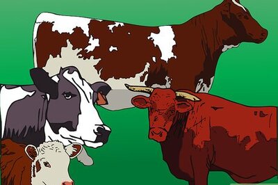 How to Tell the Difference Between Bulls, Cows, Steers and Heifers