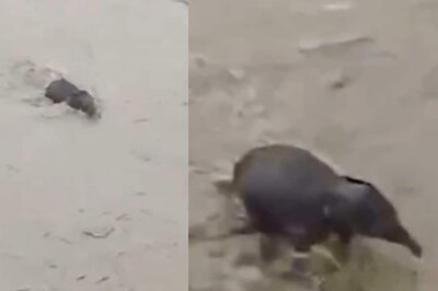 Watch: Assam Forest Officials Rescue Elephant Calf Trapped In Flooded River