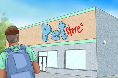 How to Buy a Turtle