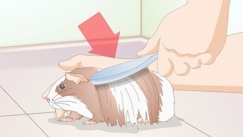 How to Groom a Guinea Pig